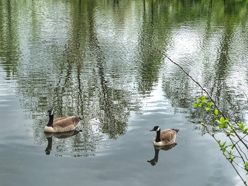 Spring in Nanoose Bay marks the return of migratory birds.