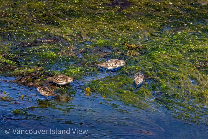 Englishman River Estuary